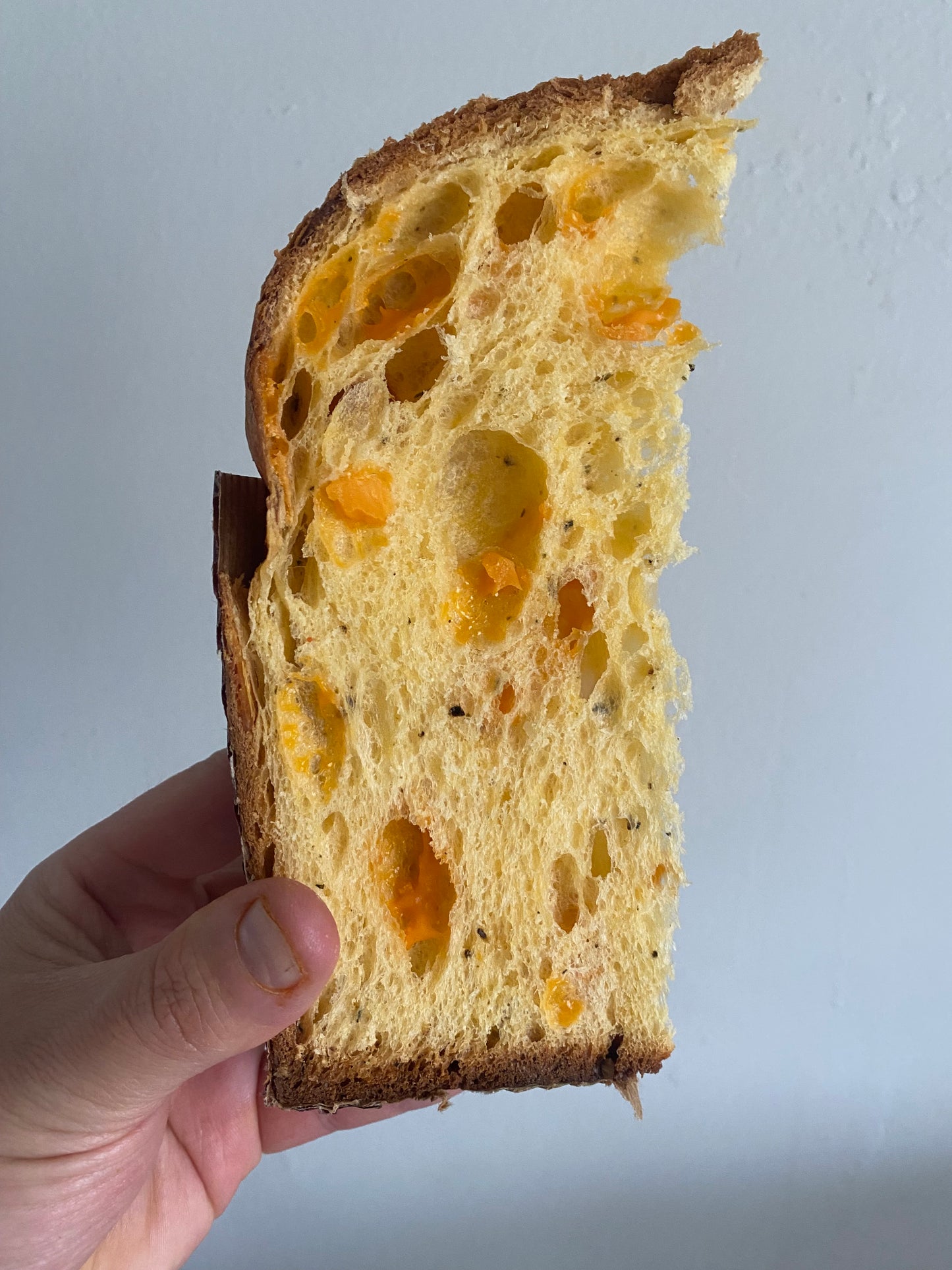 Mimolette Cheese Savory Panettone